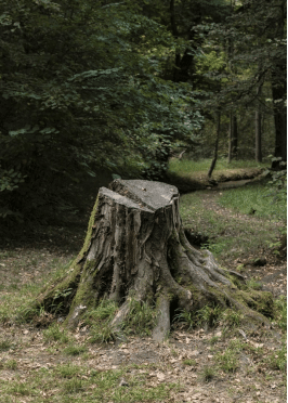 a tree stump in a garden with a lot of tall trees in the background